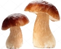 Білий гриб: картинки, стокові Білий гриб фотографії, зображення | Скачати з  Depositphotos